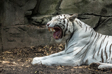 tigre de bengala blanco bostezando en zoológico de Chapultepec