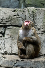 Mono en zoo de Chapultepec