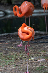 flamenco en zoo de chapultepec