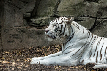 Tigre de bengala blanco en zoo de Chapultepec - obrazy, fototapety, plakaty