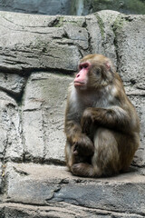 Mono en zoo de Chapultepec