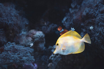 pez cirujano amarillo