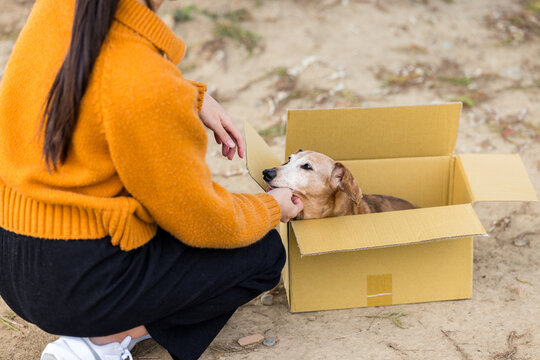 Abandon dog in the paper box