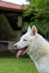 perro husky blanco sonriendo feliz