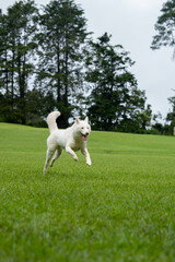 perro husky blanco corriendo feliz en una colina