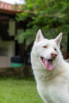 perro husky blanco sonriendo feliz