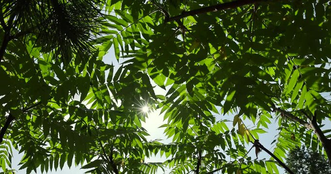 beautiful foliage of the sumac tree with green foliage, beautiful foliage of the sumac tree in sunny weather