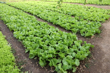 Fototapeta na wymiar lettuce growing in the garden in Ouagadougou Burkina Faso