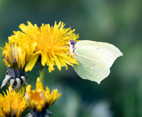 A Lemon Butterfly with closed wings is eating nectar from a dandelion flower. Bokeh effect in the background.