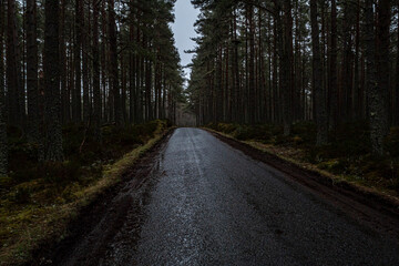 Road to Loch Garten