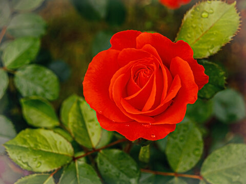 Red Rose and Raindrops