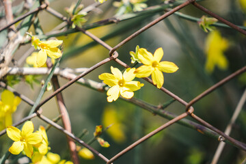Yellow bloom of a winter jasmine bush in garden, floral nature and spring blossom, selective focus,...