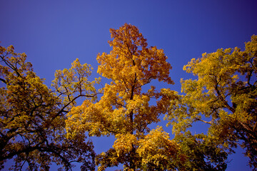 Naklejka premium autumn trees and blue sky
