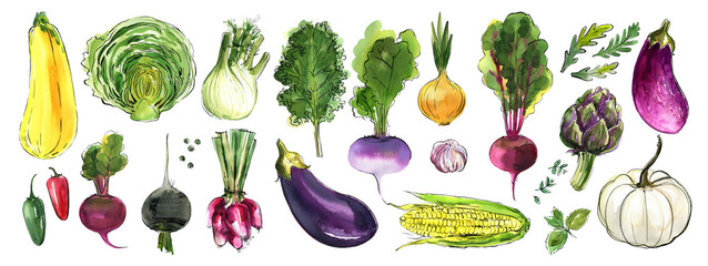 Watercolor food sketch vegetables herbs ink color. Cauliflower, radish, onion, artichoke, broccoli, eggplant, fennel - 779924627