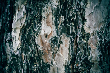 A close of a Red Pine tree bark texture