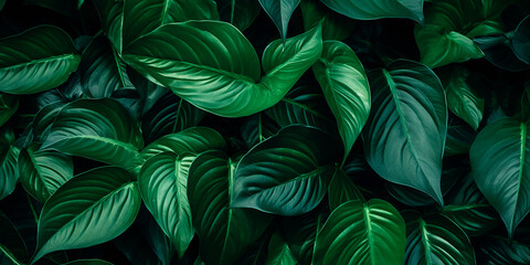 Background of green leaves in dark colors for natural background and wallpaper.
