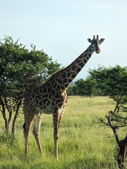 Giraffe