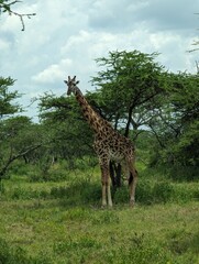 Giraffe