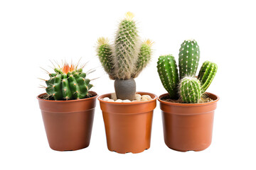 Cacti in a pot isolated on a transparent background.