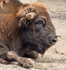 wild bison head on vacation