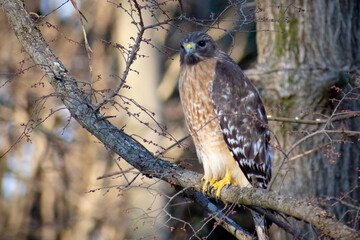 Hawk on branch