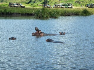 Hippo