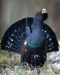 Western capercaillie posing in the forest at spring - 779928643