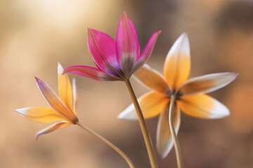 Tulipany botaniczne, dekoracja, tapeta. - 779929023