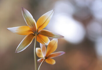 Naklejka premium Tulipany botaniczne, dekoracja, tapeta.
