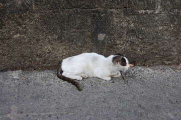 Naklejka na ściany i meble Stray cat on the sidewalk in Manila on March 28, 2024