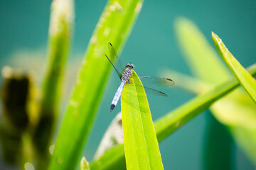 Dragonfly on pond grass