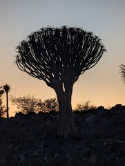 Quiver tree