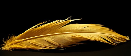 Closeup macro shot of a golden feather part black background