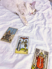 magical cat fell asleep making a reading on tarot cards