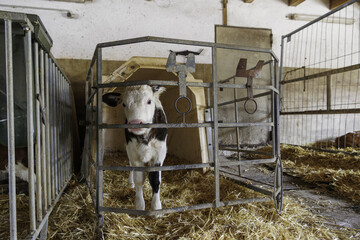 black and white spotted calf in a calf pen in the barn