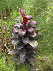  Cordyline Fruticosa Benin City, Nigeria