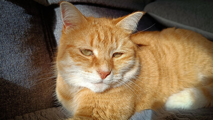 portrait d'un chat roux se reposant au soleil