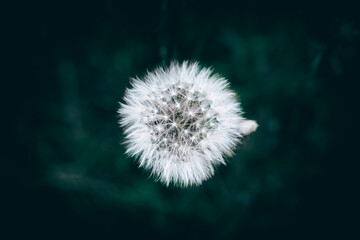 A close up of a white dry dandelion seed flower