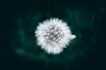  A close up of a white dry dandelion seed flower © Wyxina