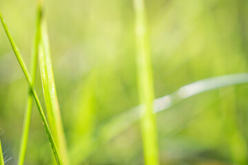 green grass leaf in garden with blur background