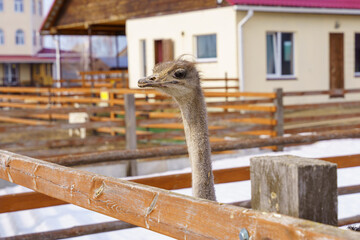 Ostriches standing inside a barn on an ostrich farm, surrounded by rustic wooden