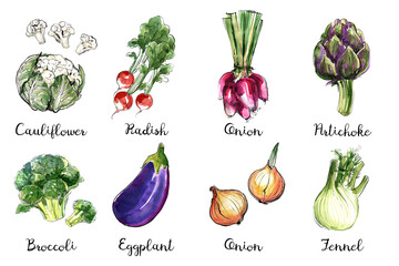 Watercolor food sketch vegetables herbs ink color. Cauliflower, radish, onion, artichoke, broccoli, eggplant, fennel - 779933031