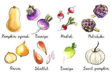 Watercolor food sketch vegetables herbs ink color. Pumpkin squash, turnips, radish, artichoke, onion, pumpkin - 779933037