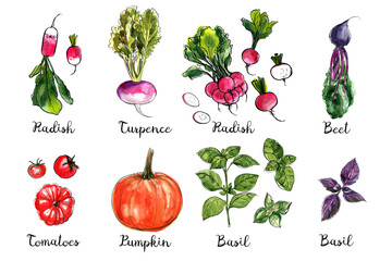 Watercolor food sketch vegetables herbs ink color. Radish, turnip, beet, tomato, pumpkin, basil - 779933078