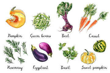 Watercolor food sketch vegetables herbs ink color. Beets, carrots, green beans, rosemary, eggplant, pumpkin, basil - 779933090