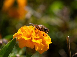 Bee on French Marigold - Pollination in Action