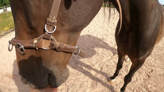 M&auml;dchen streichelt Pferd. Hand an Maul und Nase eines Pferdes	