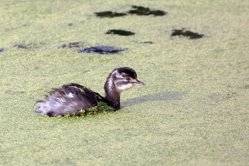 young Least Grebe (Tachybaptus dominicus) swimming isolated in a lake with vegetation over its body