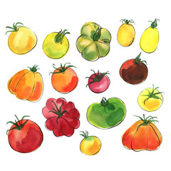 Tomatos. The tomato branch painted with watercolor on a white background. A colored sketch of vegetables with mascara and paint. Farm products.	 - 779935279