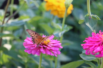 butterfly on flower